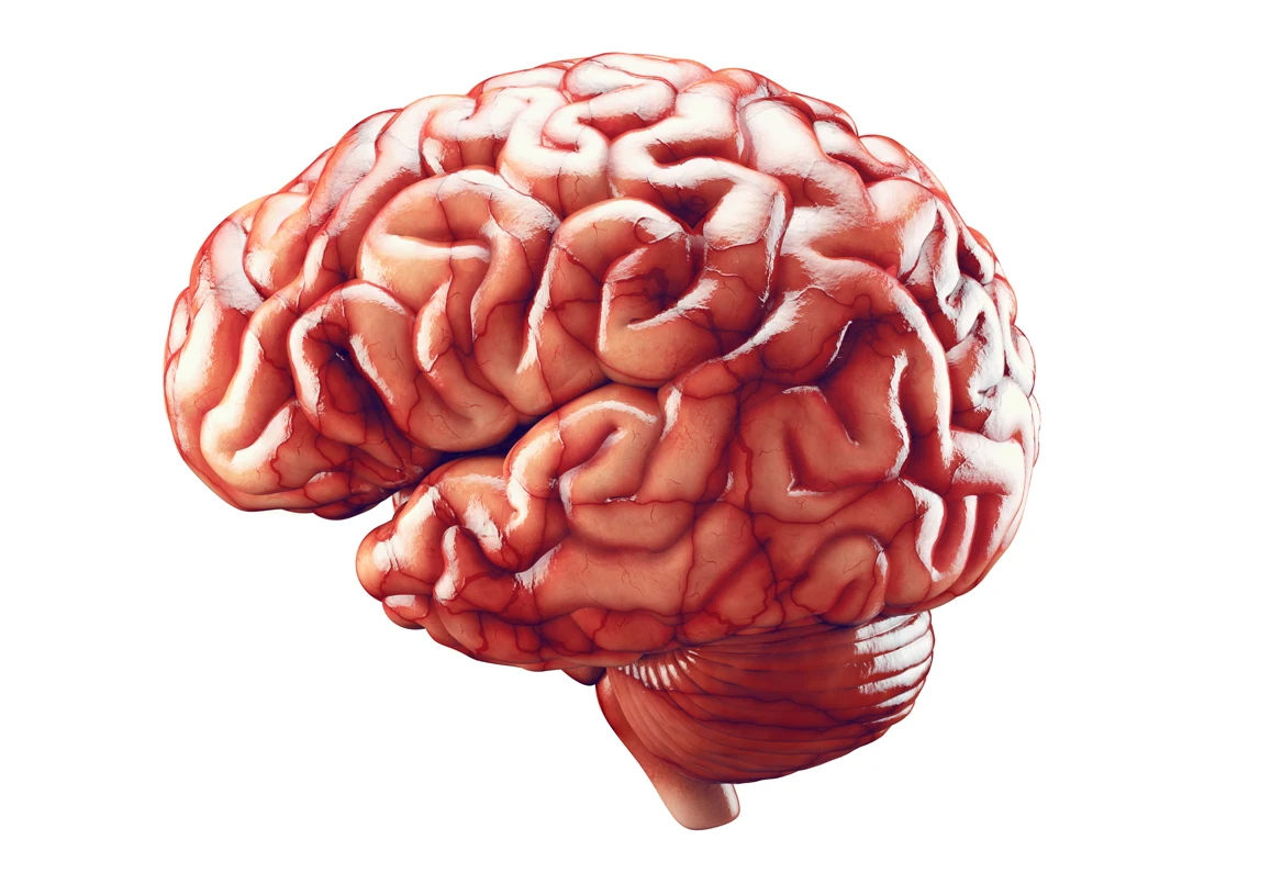 a rendering of the human brain