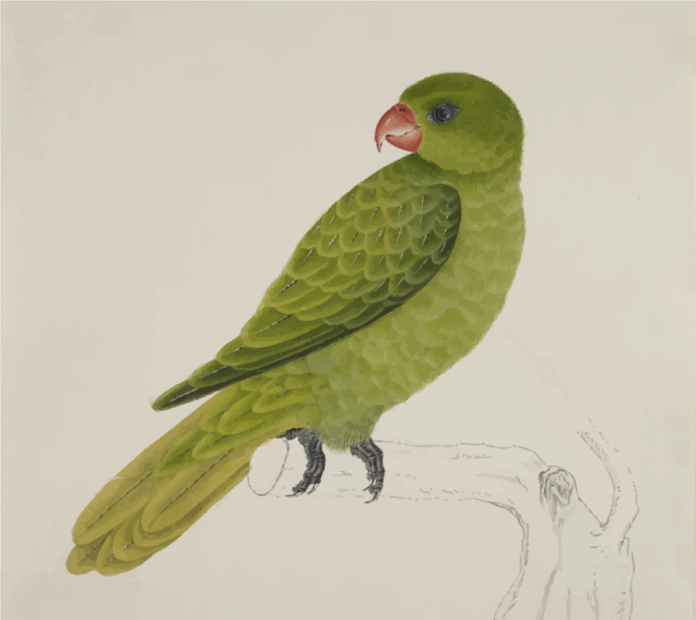 BlueBackedParrotColour